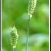 Triticum sphaerococcum -- Indischer Zwerg Weizen